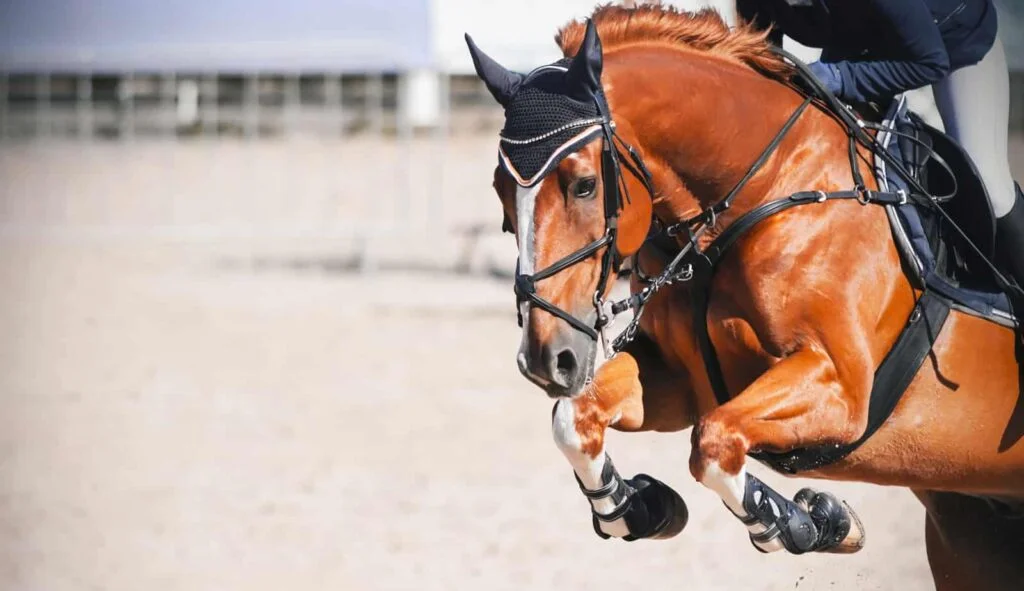 7 Tips For Preparing Your Horse For Race Day 3 AdobeStock 299305377