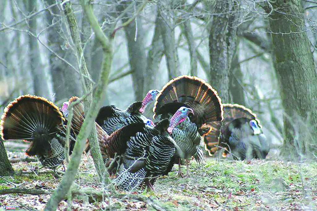 Turkey flock Photo by Joanie Haidle 1