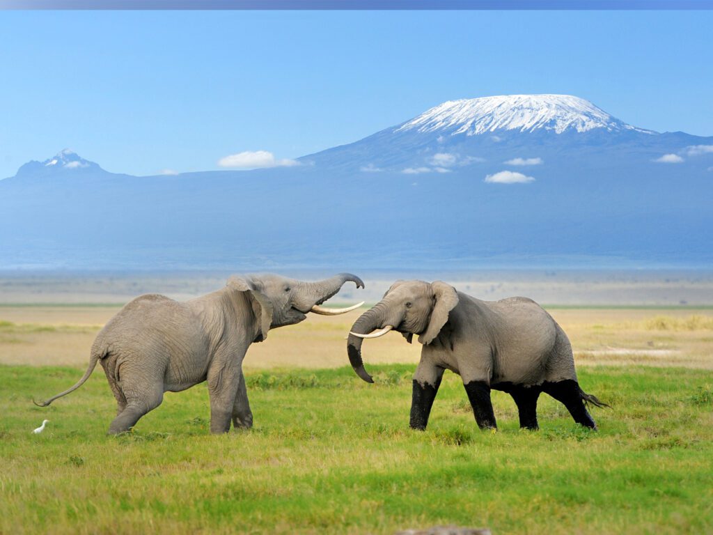 Hunting Safari vs Photo Safari: Which Drives More Revenue in African Wildlife Tourism? 7 Two elephants with Mount Kilimanjaro in the backgrund in Tanzania 647341530782046